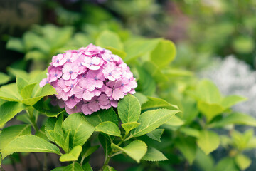 緑の葉っぱとアジサイ