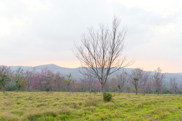 Obraz na płótnie Canvas Wild Himalayan Cherry at Phu Lom Lo Northern Thailand