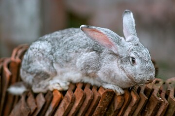 a fat rabbit that has been bred several times. banjarnegara indonesia
