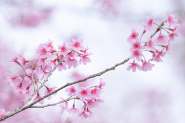 Wild Himalayan Cherry at Phu Lom Lo  Northern Thailand