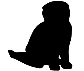 可愛いスコティッシュ・フォールドのシルエット