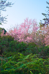 Wild Himalayan Cherry at Phu Lom Lo  Northern Thailand
