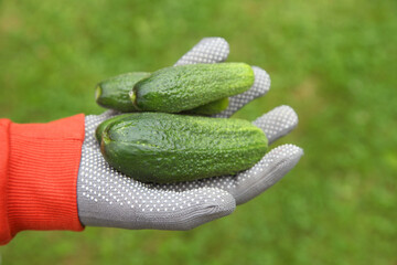 Cucumbers in the hands of a gardener, organic farming. Growing vegetables for vegetarian food, the harvest is harvested on a summer day.