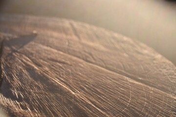 日のあたる切り株の表面