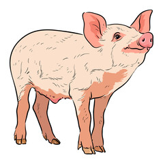 Farm animals. Cute, funny, pink domestic pig, medium size. stock illustration