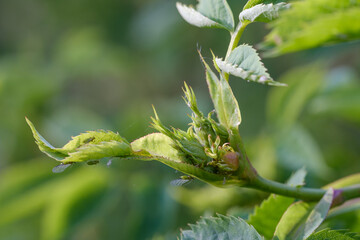 Nahaufnahme: Knospen und frische grüne Triebe an einer Heckenrose (Hagebutte) im Frühling