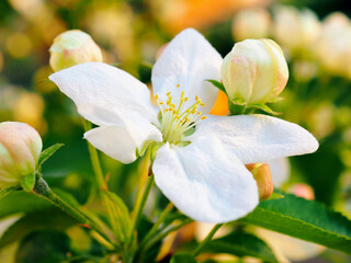 White flowers of an apple tree close-up at sunset. Petals, pistils, stamens, buds and leaves. Blooming fruit tree in spring. Gentle illustration about the beginning of summer. Macro