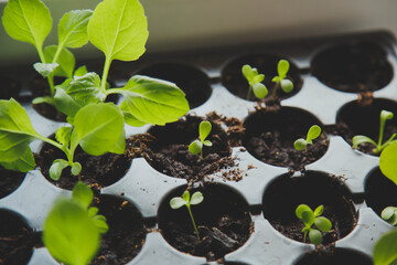 Gardening at home. Growing food on windowsill, small fresh new green sprouts seedling in black pots with soil, spring gardening 