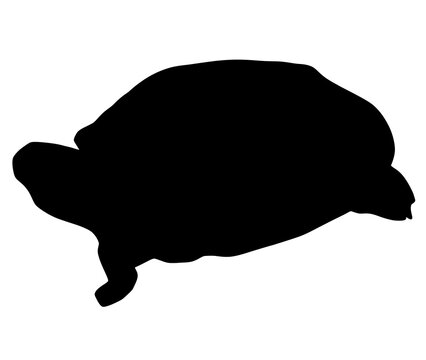 99 Best ゼニガメ Images Stock Photos Vectors Adobe Stock