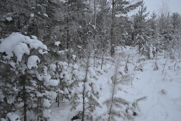 snow covered trees