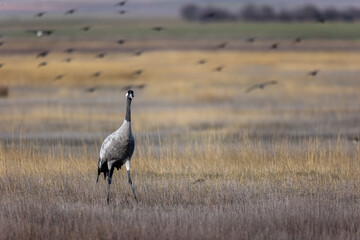 Fototapeta premium Grulla en la laguna de Gallocanta, Grua europea