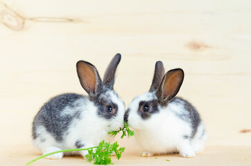 two little baby rabbit, bunny eating lettuce leaves and carrot. food for rodent, pet. happy easter concept. copy space, place for text