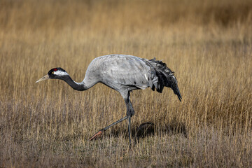 Grulla en la laguna de Gallocanta, Grua europea