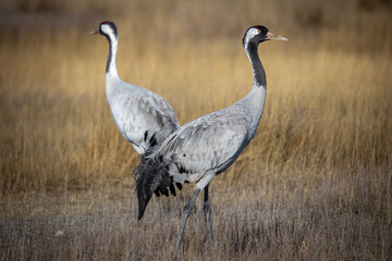 Grulla en la laguna de Gallocanta, Grua europea