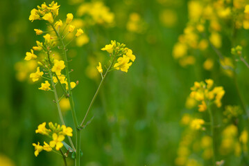 Oilseed rape