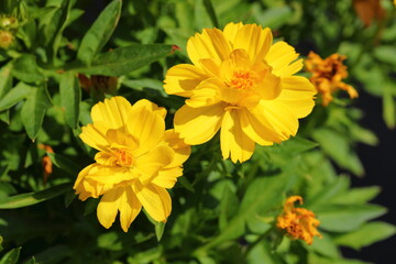 Obraz premium Closeup Yellow Cosmos Flowers in garden