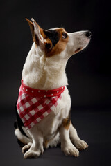 Tricolor welsh corgi dog in the studio on a black background