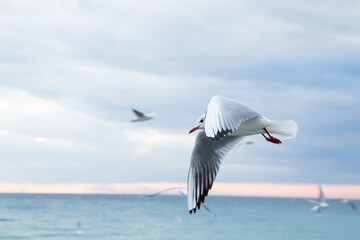 Gull close-up in flight over the sea coast.