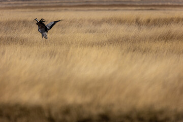 Grulla en la laguna de Gallocanta, Grua europea