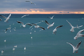 A flock of gulls is circling over the evening sea. A scarlet sunset against the blue sea.