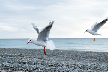 Two gulls fly close-up over the edge of the pebbly sea coast. The indistinctness of the wings is the author's idea to emphasize the movement.
