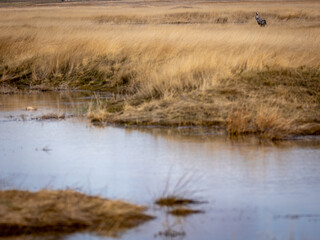 Grulla en la laguna de Gallocanta, Grua europea