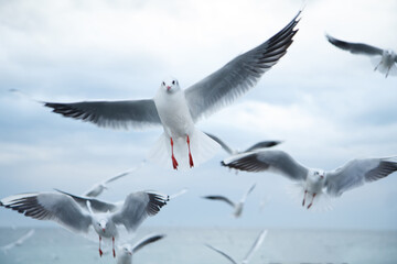 Gulls in flight against a blue overcast sky. In search of food.