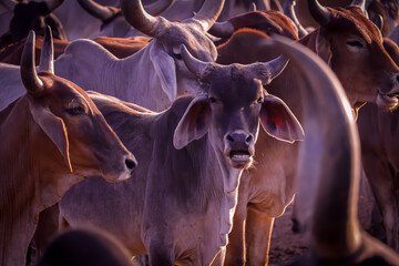 agriculture industry,farming and animal husbandry concept,indian cow group,cows at rural house