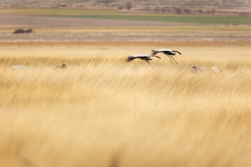 Grullas aterrizando en Gallocanta