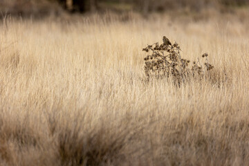 Gorrion com&uacute;n sobre unas matas