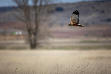 Aguilucho Lagunero volando sobre la Laguna de gallocanta