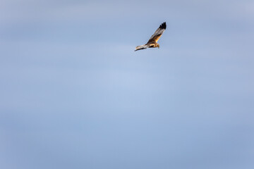 Aguilucho Lagunero volando