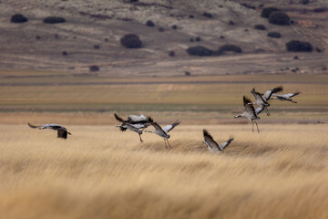 grullas aterrizando en la Laguna de Gallocanta
