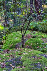 Obraz premium Wigglestone area Blockheide Gmuend