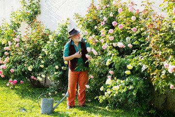 Senior old man in garden cutting roses flowers. Gardener grandfather with spring bloom.