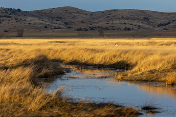 Laguna de Gallocanta