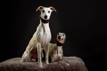 Whippets in the studio. A dog portrait of a two whippet dogs on black background.