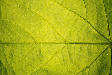 Obraz na płótnie Canvas Vegetative background. Close up leaf texture