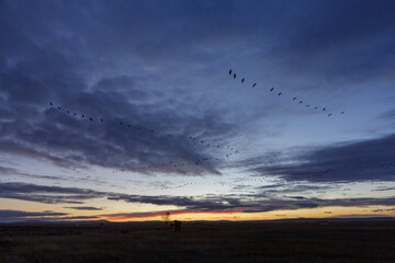 Grupo de grullas volando en bandada al atardecer