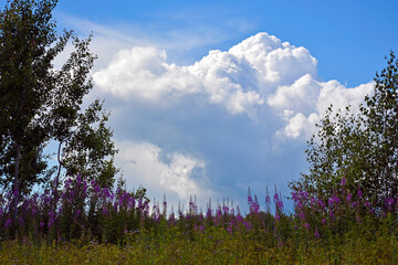 Cumulus white clouds over a flowering meadow. Wildflowers against the background of the sky and vegetation. Natural summer background.