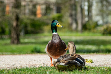 Beautiful Duck is very happy