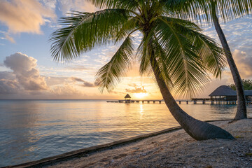 Beautiful sunset at a tropical beach with palm tree
