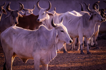 cattle herd in the corral,indian cow group in yard,indian cows in Cow Farm,farming and animal husbandry concept,milk production and dairy products,