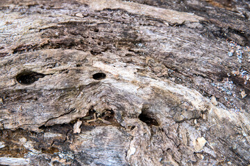 Grungy old tree trunk surface closeup photo. Weathered timber texture with bark and moss. Dead tree in forest. Winter seasonal concept. Natural material Wooden texture. Abstract grunge lumber
