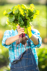 Young gardener working in summer garden and picking up organic vegetables