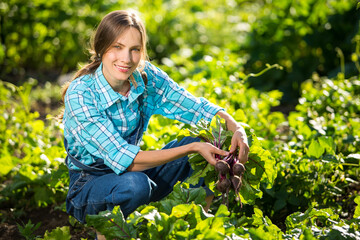 Young gardener working in summer garden and picking up organic vegetables