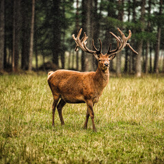 Naklejka na ściany i meble deer in the scotland forest