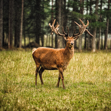 Deer In The Scotland Forest