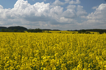 Obraz premium Canola flowers field in Lower Silesia near Sudetes, Poland