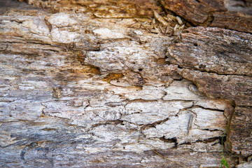 Warm old tree trunk texture, closeup photo. Weathered timber texture with bark and moss. Dead tree in forest. Winter seasonal concept. Natural material Wooden texture. Abstract grunge lumber